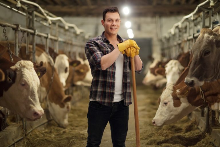 Farmer in cow stable